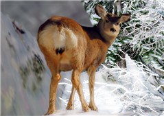 Deer copy