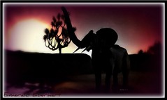 Silhouette Of An Elephant