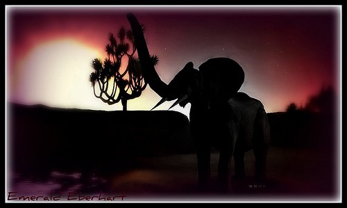 Silhouette Of An Elephant