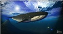 Save the whales
