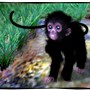 Baby Spider Monkey