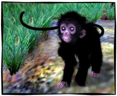 Baby Spider Monkey