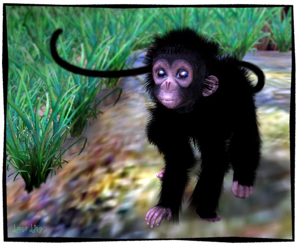 Baby Spider Monkey