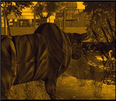 WildLife17