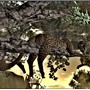 WildLife16