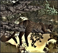 WildLife16
