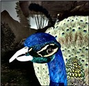 WildLife14
