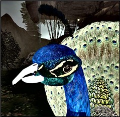 WildLife14