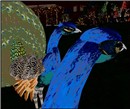 WildLife13