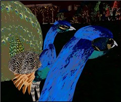 WildLife13