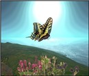 WildLife11