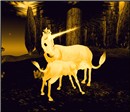 WildLife10