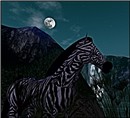 WildLife8