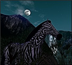WildLife8