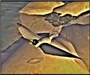 WildLife7