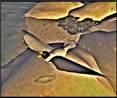 WildLife7