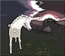 WildLife6