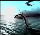 WildLife5