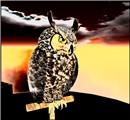 WildLife3