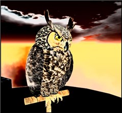 WildLife3