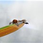 Sky Surfing