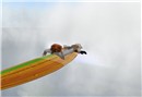 Sky Surfing