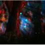 Night Forest