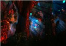 Night Forest