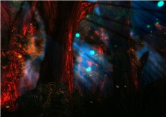 Night Forest
