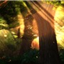 Forest Sunkissed