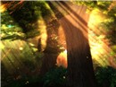 Forest Sunkissed