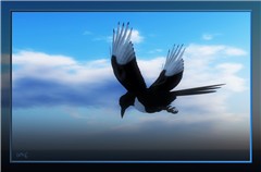 Magpie