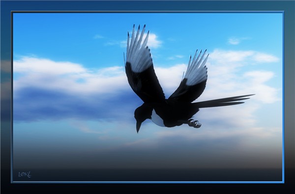 Magpie