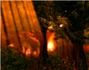 Forest1