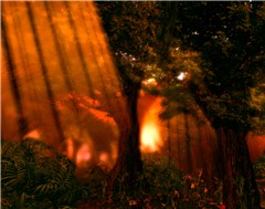 Forest1