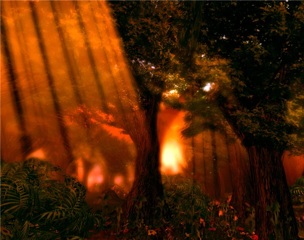 Forest1
