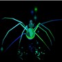 Painted Spider