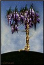 Barbwired Wisteria