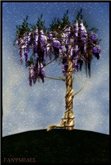 Barbwired Wisteria