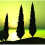 Cypress