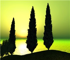 Cypress