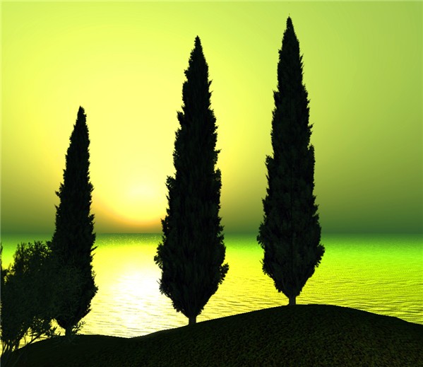 Cypress