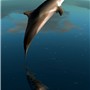 PORPOISE