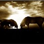 The Horses