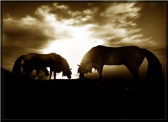 The Horses