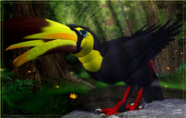 toucan
