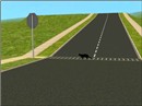 OMG. The black cat crosses the road!
