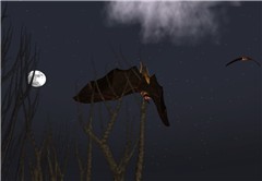 Wildlife3