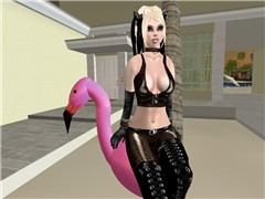 FLAMINGO!!!!