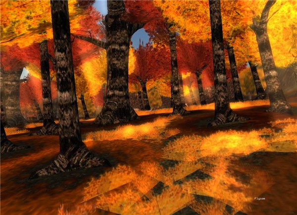 amazing forest - Natty Foggarty